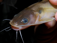 Hemibagrus planiceps