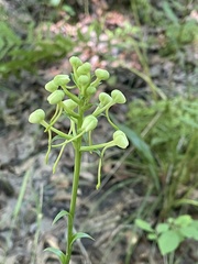 Platanthera integrilabia
