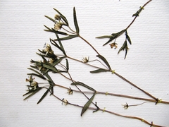 Pseudostellaria rigida