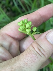 Platanthera integrilabia