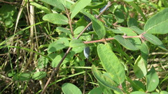 Lonicera caerulea
