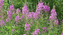 Chamaenerion angustifolium