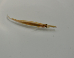 Dermogenys pusilla