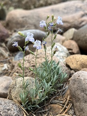 Penstemon linarioides