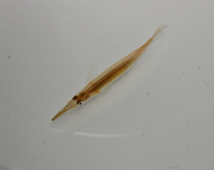 Dermogenys pusilla