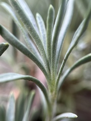 Penstemon linarioides