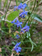 Penstemon virens