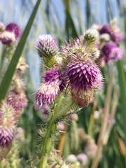 Cirsium lomatolepis