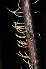 Pterulicium gracile
