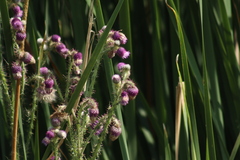 Cirsium lomatolepis