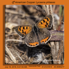 Lycaena phlaeas hypophlaeas
