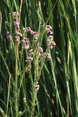 Cirsium lomatolepis