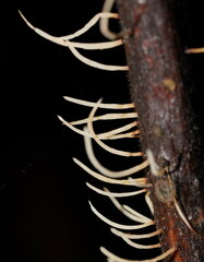 Pterulicium gracile