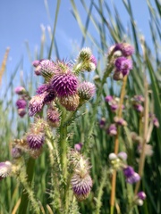 Cirsium lomatolepis