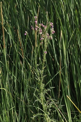 Cirsium lomatolepis