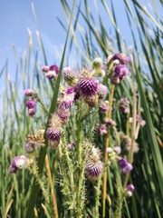 Cirsium lomatolepis