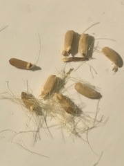 Plectocephalus chilensis