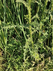 Cirsium lomatolepis