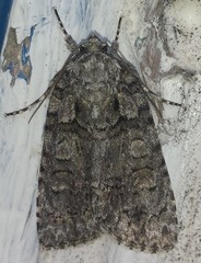 Acronicta increta