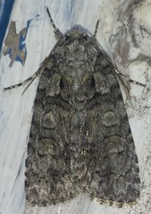 Acronicta increta