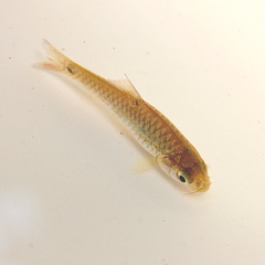 Barbodes binotatus