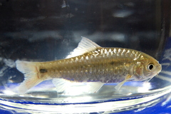 Barbodes binotatus