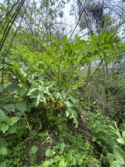 Prionosciadium thapsoides