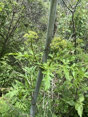 Prionosciadium thapsoides