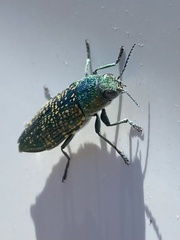 Buprestis confluenta