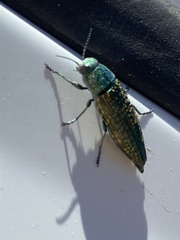 Buprestis confluenta