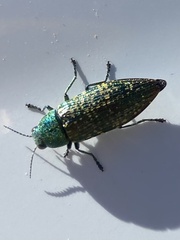 Buprestis confluenta