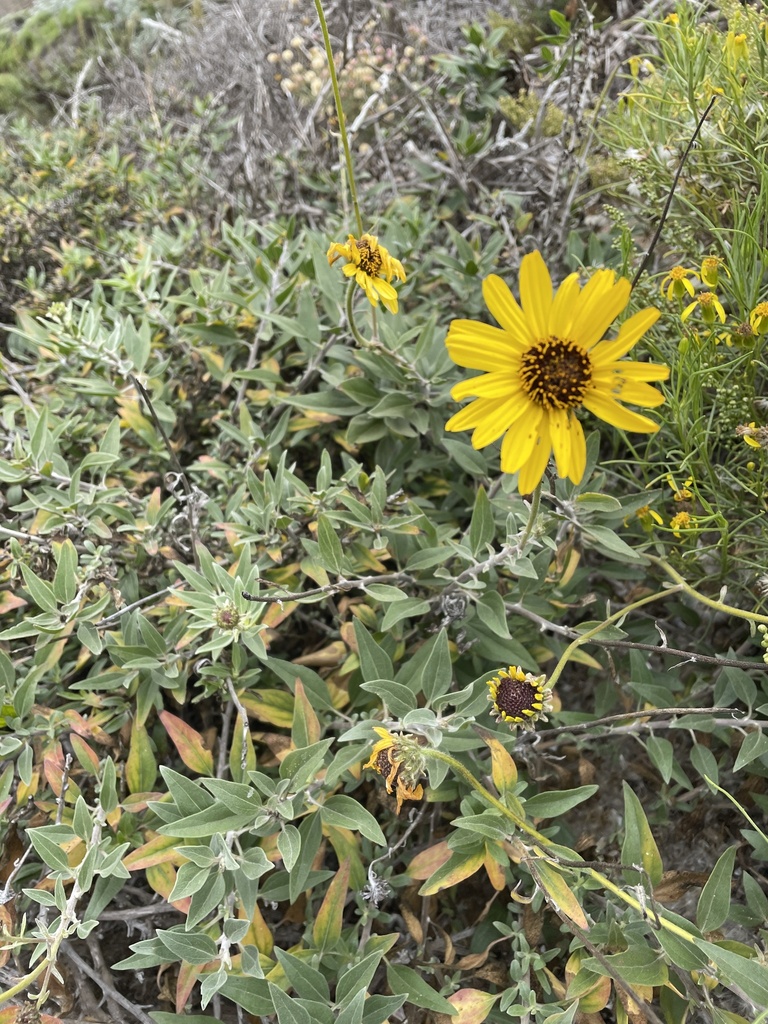 California brittlebush from CA, US on July 22, 2022 at 0107 PM by