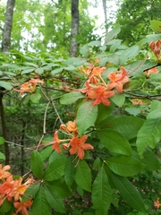 Rhododendron prunifolium