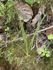 Hypoxis mexicana