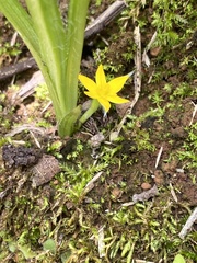 Hypoxis mexicana