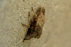 Neoleprosoma argentinensis