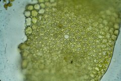 Scapania cuspiduligera