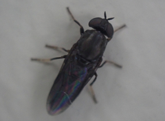 Scenopinus fenestralis