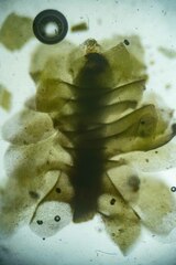 Scapania cuspiduligera