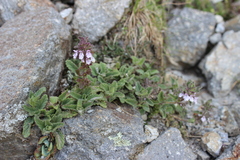 Stachys eriantha