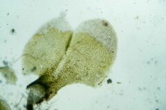 Scapania cuspiduligera