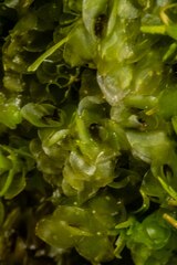 Scapania cuspiduligera