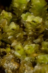 Scapania cuspiduligera