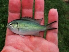 Neopomacentrus anabatoides