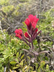 Castilleja affinis contentiosa