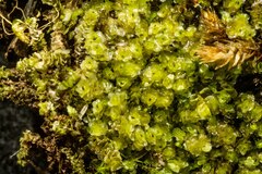 Scapania cuspiduligera