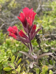 Castilleja affinis contentiosa