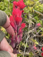 Castilleja affinis contentiosa