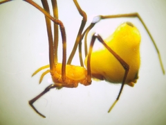 Argyrodes flavescens