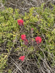 Castilleja affinis contentiosa
